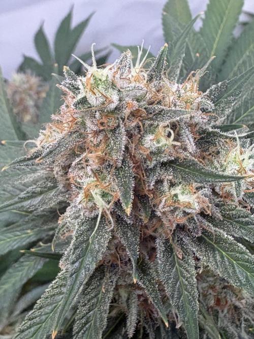 Lemon cherry & bubblegum xl. Week 15 - Lemon cherry gelato 