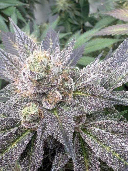 Lemon cherry & bubblegum xl. Week 15 - Lemon cherry gelato 