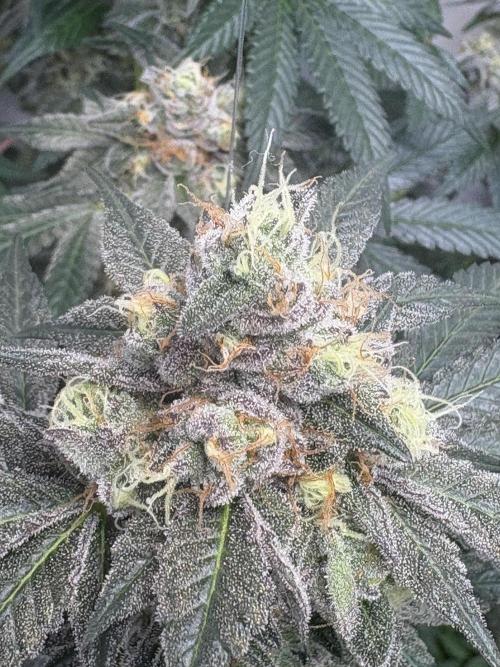 Lemon cherry & bubblegum xl. Week 15 - Lemon cherry gelato 