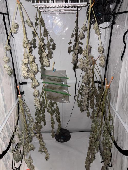 Lemon cherry & bubblegum xl. Week 15 - Das ist heute Tag 8 