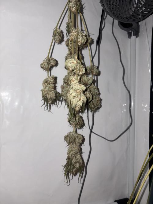 Lemon cherry & bubblegum xl. Week 15 - Bubblegum xl