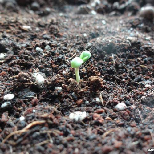 DinaFem 2xAutoChees 2xHaze2.0. Week 1 - Day 1 - Chesse