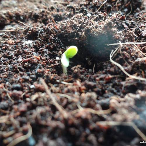 DinaFem 2xAutoChees 2xHaze2.0. Week 1 - Day 1 - Chesse