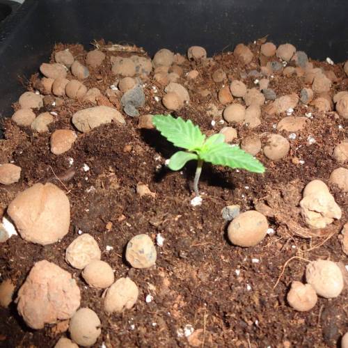 DinaFem 2xAutoChees 2xHaze2.0. Week 1 - Day 4 - HAze 2.0