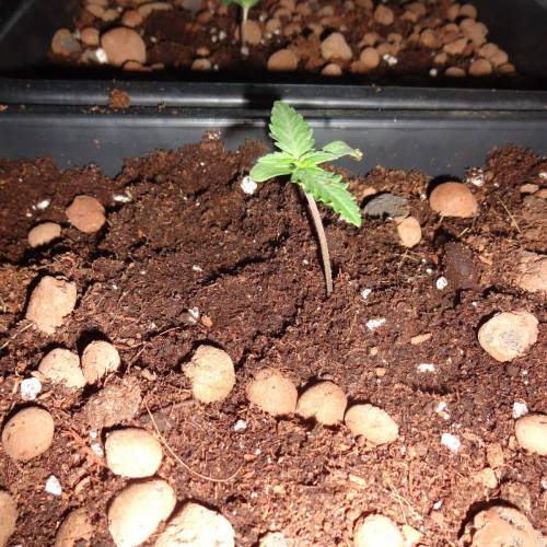 DinaFem 2xAutoChees 2xHaze2.0. Week 1 - Day 4 - HAze 2.0