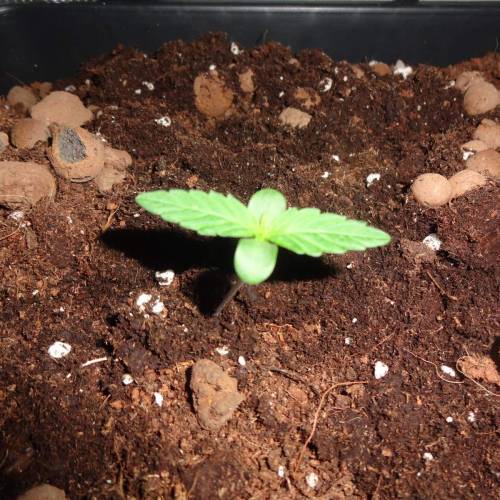 DinaFem 2xAutoChees 2xHaze2.0. Week 1 - Day 4 - Chesse