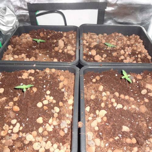 DinaFem 2xAutoChees 2xHaze2.0. Week 1 - Day 4 - All view