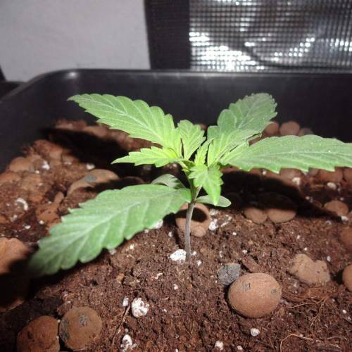 DinaFem 2xAutoChees 2xHaze2.0. Week 2 - 4 Haze 2.0 (Day 8)