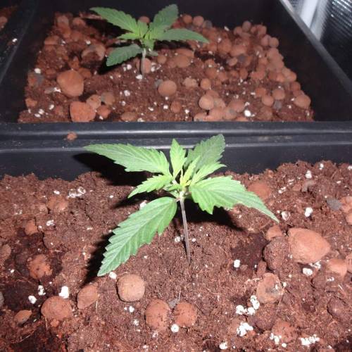 DinaFem 2xAutoChees 2xHaze2.0. Week 2 - 3 Haze 2.0 (Day 8)