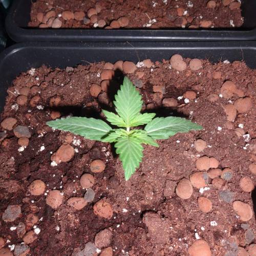 DinaFem 2xAutoChees 2xHaze2.0. Week 2 - 1 Chesse (Day 8)