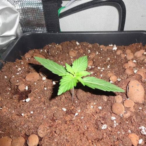 DinaFem 2xAutoChees 2xHaze2.0. Week 2 - 2 Chesse (Day 8)