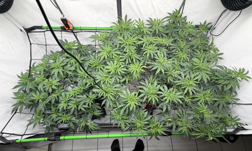 Blue Zushi & Gelato #33. Week 9