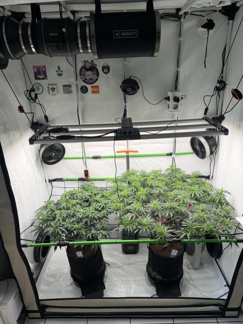 Blue Zushi & Gelato #33. Week 9