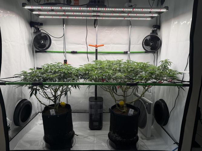 Blue Zushi & Gelato #33. Week 9