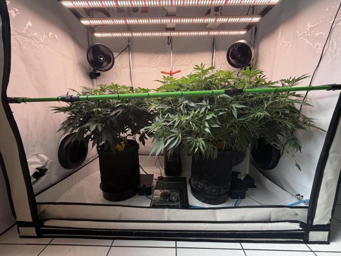 Blue Zushi & Gelato #33. Week 8