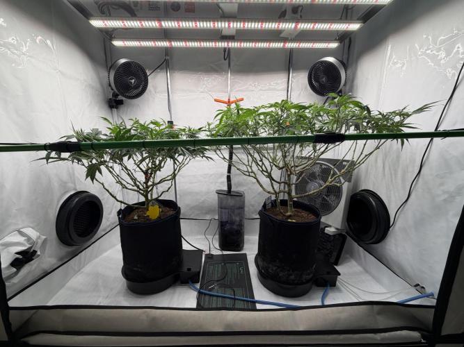 Blue Zushi & Gelato #33. Week 8