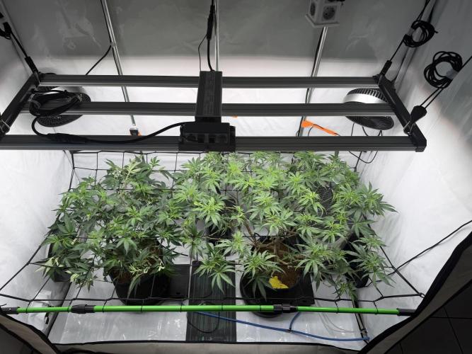 Blue Zushi & Gelato #33. Week 8