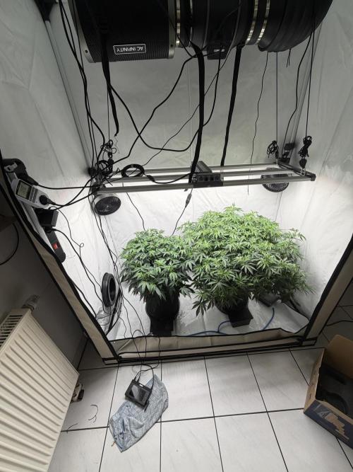 Blue Zushi & Gelato #33. Week 7