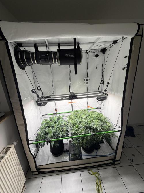 Blue Zushi & Gelato #33. Week 7
