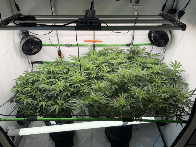 Blue Zushi & Gelato #33. Week 10