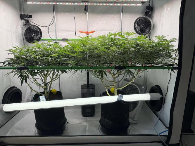 Blue Zushi & Gelato #33. Week 10
