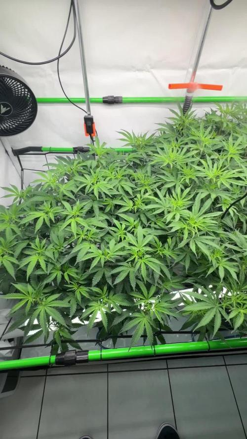 Blue Zushi & Gelato #33