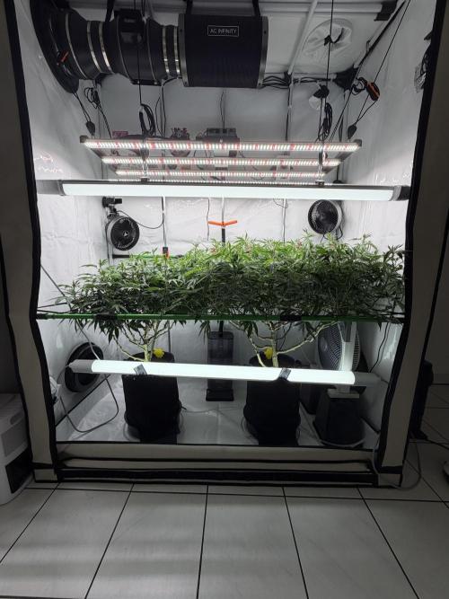 Blue Zushi & Gelato #33. Week 11
