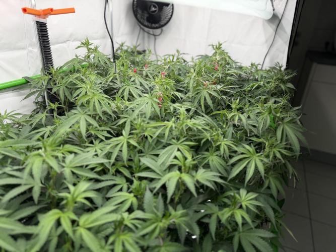 Blue Zushi & Gelato #33. Week 11