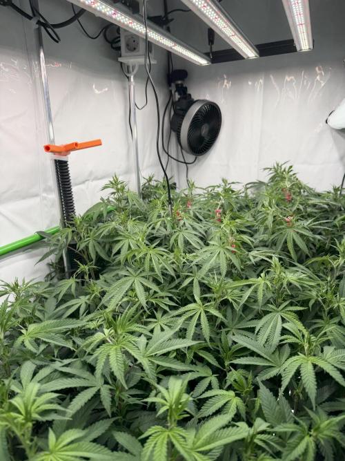 Blue Zushi & Gelato #33. Week 11