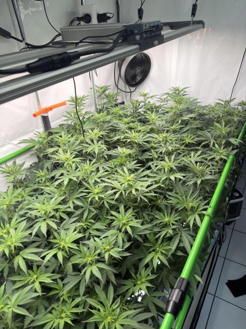 Blue Zushi & Gelato #33. Week 12