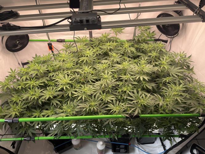 Blue Zushi & Gelato #33. Week 12