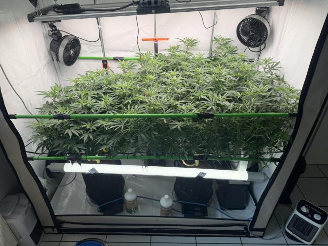 Blue Zushi & Gelato #33. Week 12