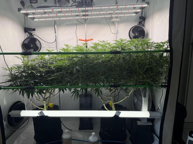 Blue Zushi & Gelato #33. Week 12