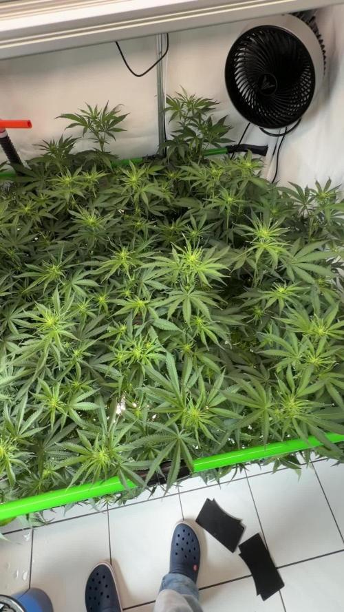 Blue Zushi & Gelato #33