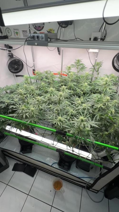 Blue Zushi & Gelato #33