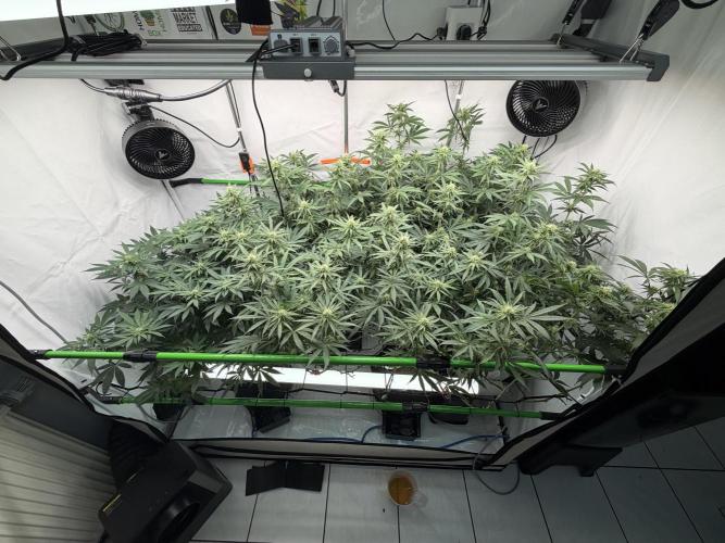 Blue Zushi & Gelato #33. Week 13