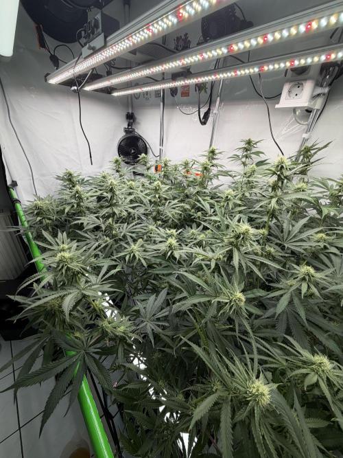 Blue Zushi & Gelato #33. Week 13