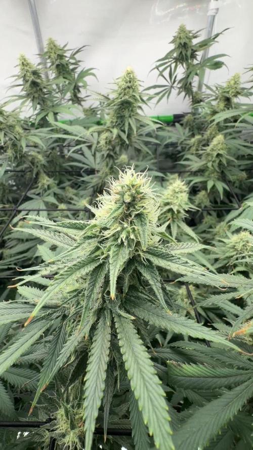 Blue Zushi & Gelato #33 Clones