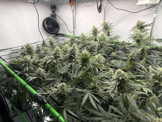 Blue Zushi & Gelato #33. Week 14