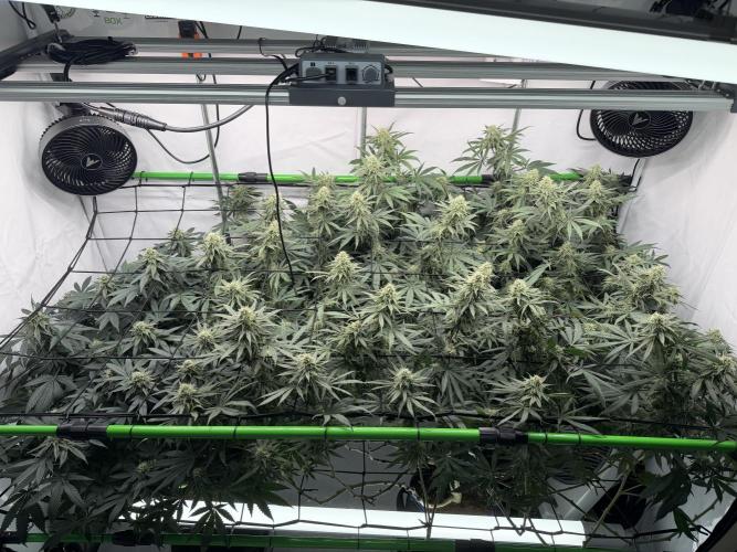 Blue Zushi & Gelato #33. Week 14