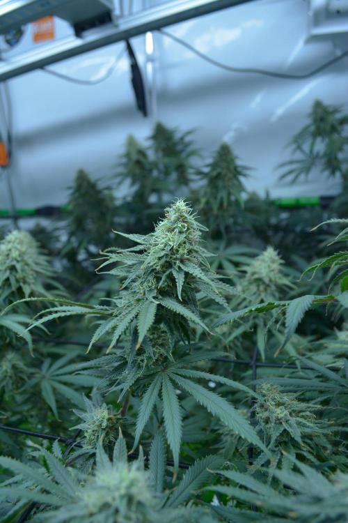 Blue Zushi & Gelato #33 Clones. Week 15