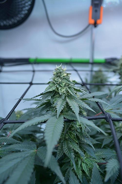 Blue Zushi & Gelato #33 Clones. Week 15