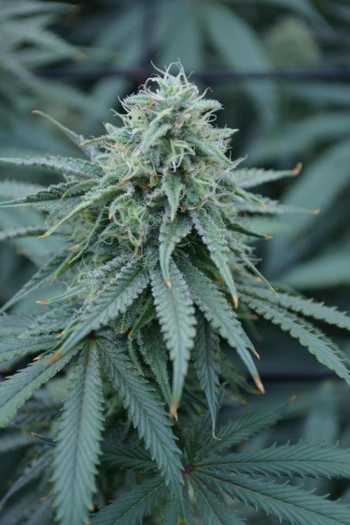 Blue Zushi & Gelato #33 Clones. Week 15