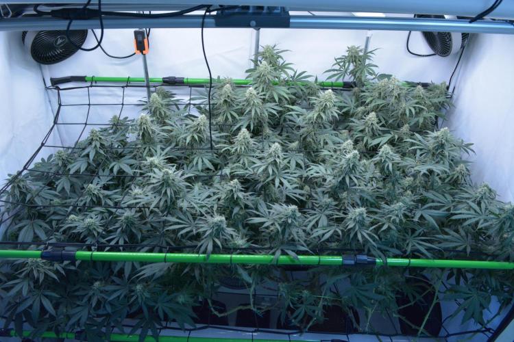 Blue Zushi & Gelato #33 Clones. Week 15