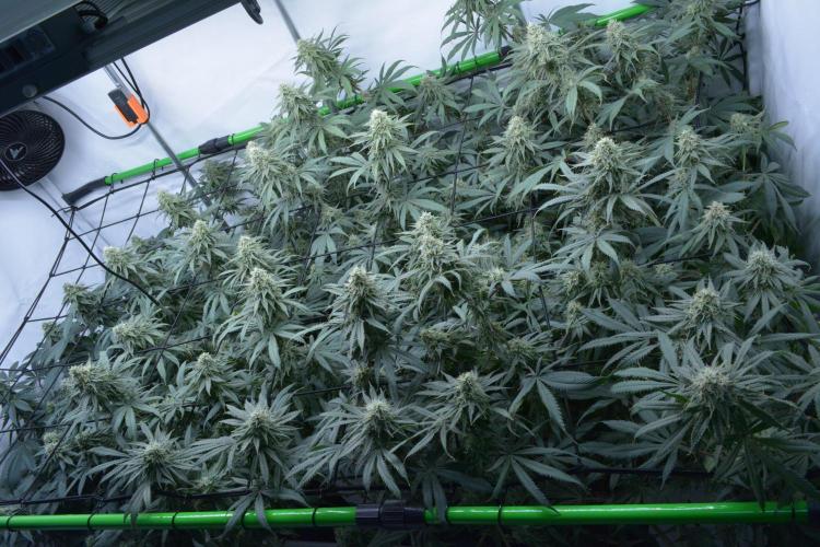 Blue Zushi & Gelato #33 Clones. Week 15