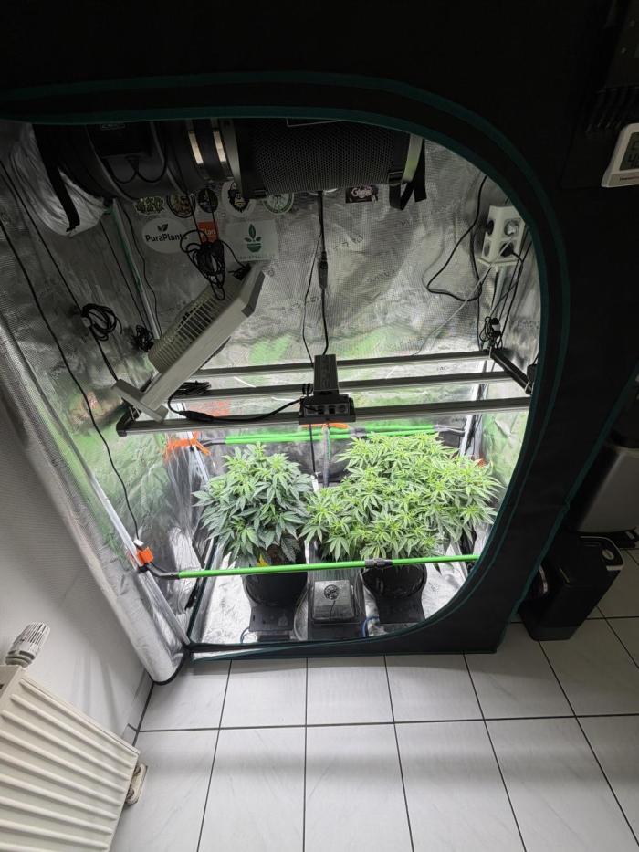 Blue Zushi & Gelato #33 Clones. Week 6