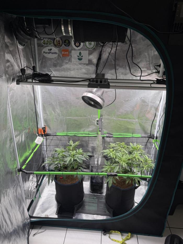 Blue Zushi & Gelato #33 Clones. Week 5