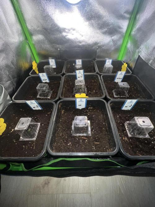 1st Grow 2024. Week 0
