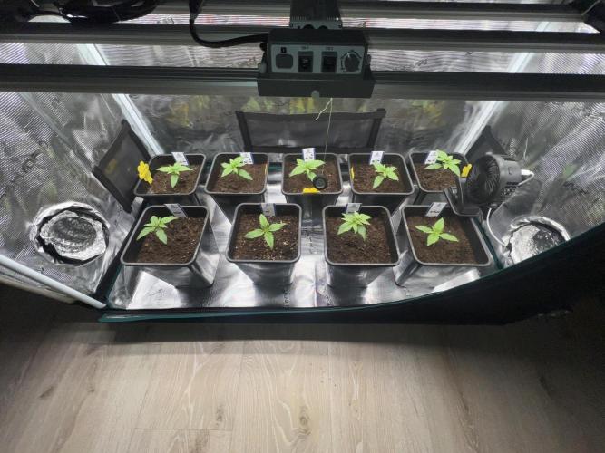 1st Grow 2024. Week 1