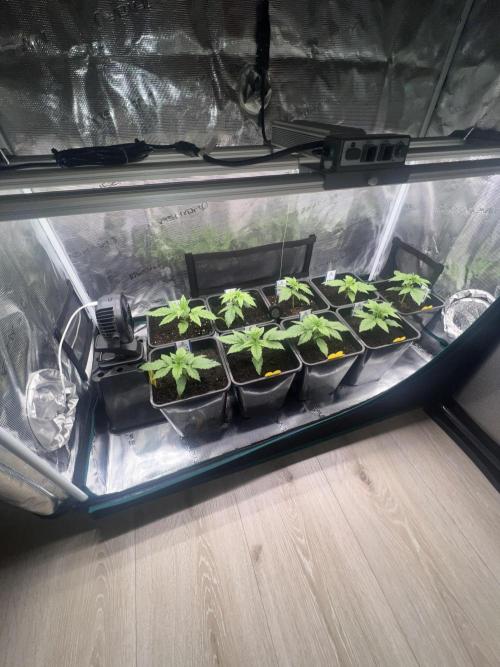 1st Grow 2024. Week 2